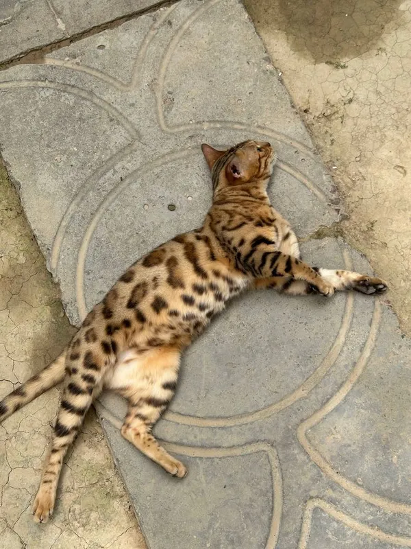 Бенгалская кошка — фото 1