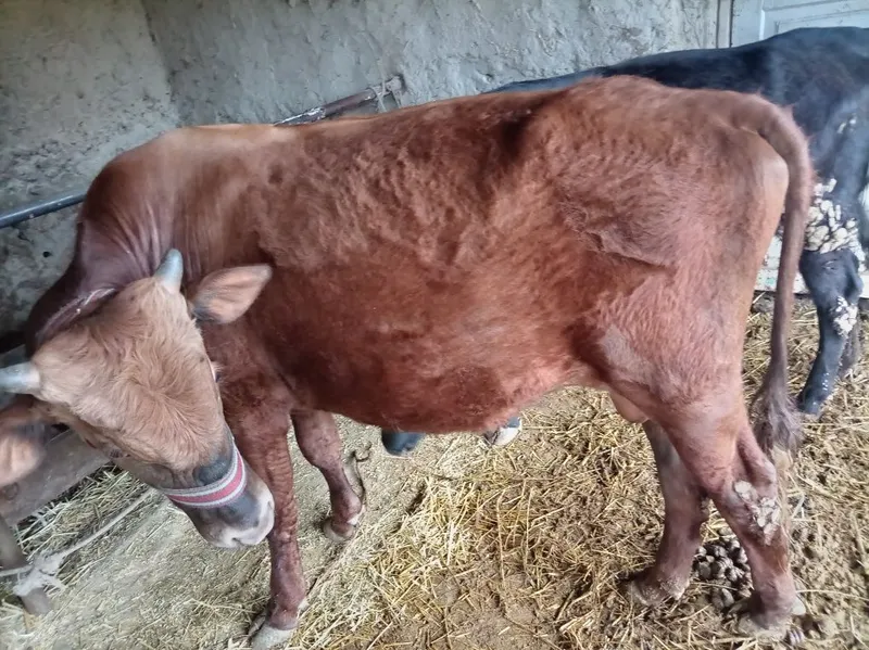 Buqa va g'unojin narxi telda gaplashiladi 22 milliondan kam va ko'p