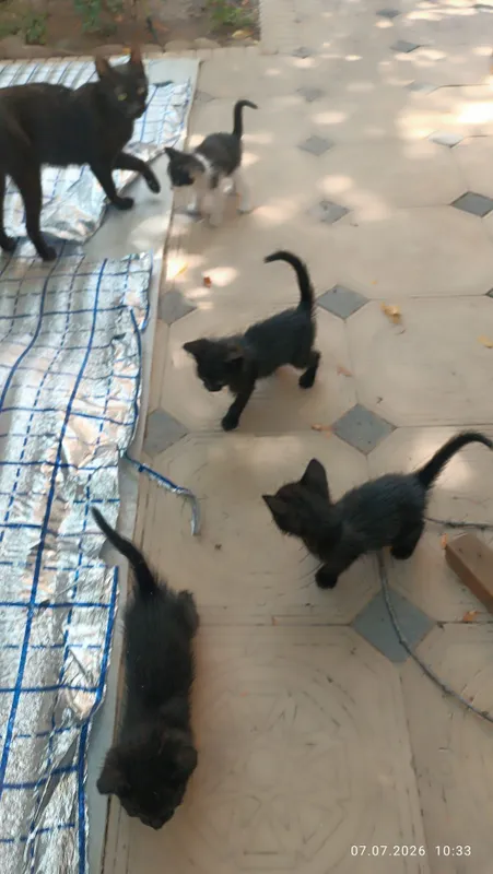 Котята, 3 мальчика и 1 девочка. Бесплатно 2 Котята, 3 мальчика и 1 девочка. Бесплатно 2