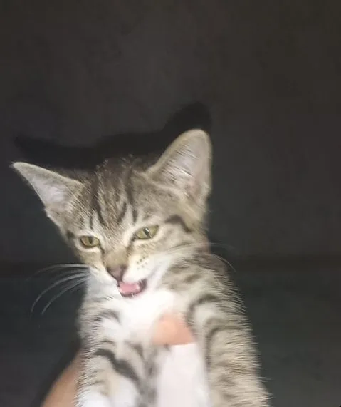kichkina mushukcha 1 kichkina mushukcha 1