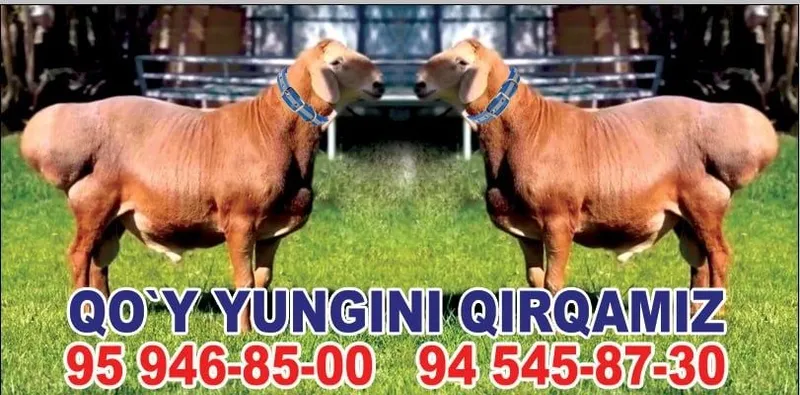 Qo'y yungini qirqish xizmati