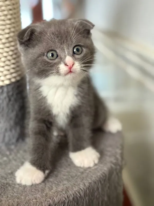 Scottish fold va scottish strayt mushuk bolalari sotiladi 2