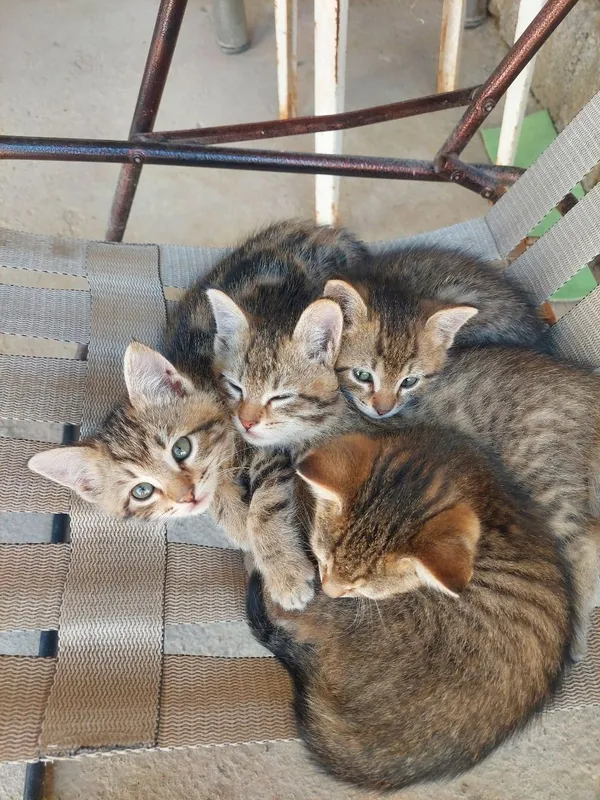 Отдам даром котят в хорошие руки