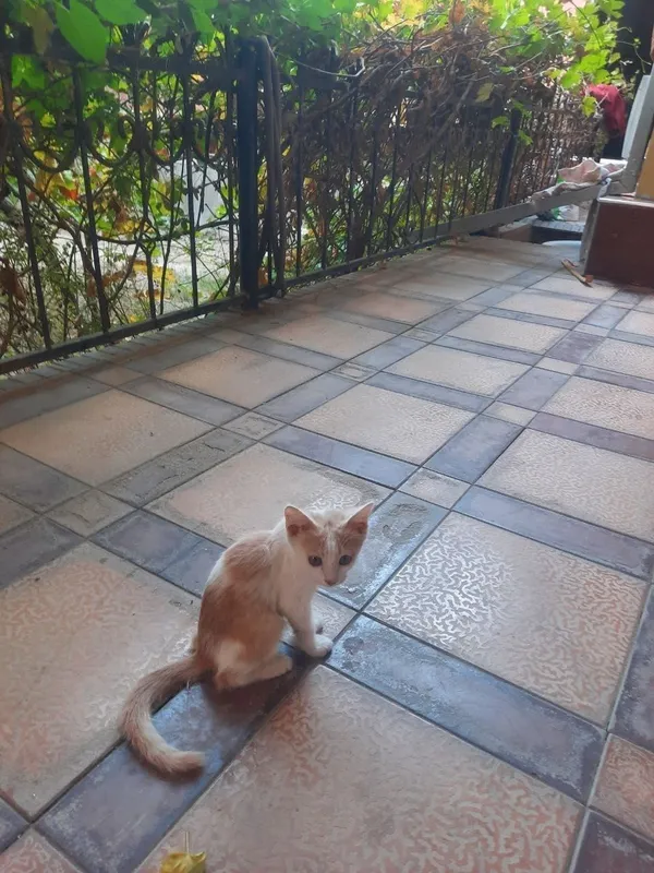 Котята в добрые руки 1