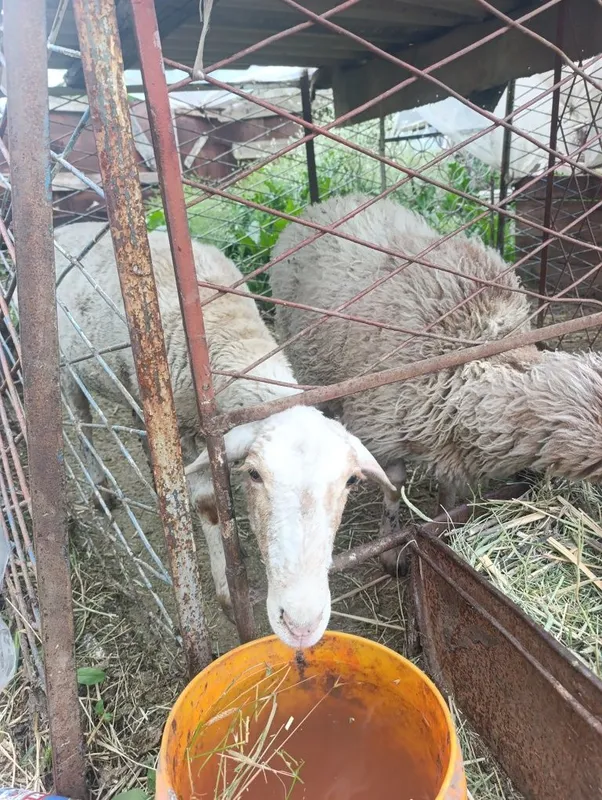 Ona bola qoy sotiladi — фото 1