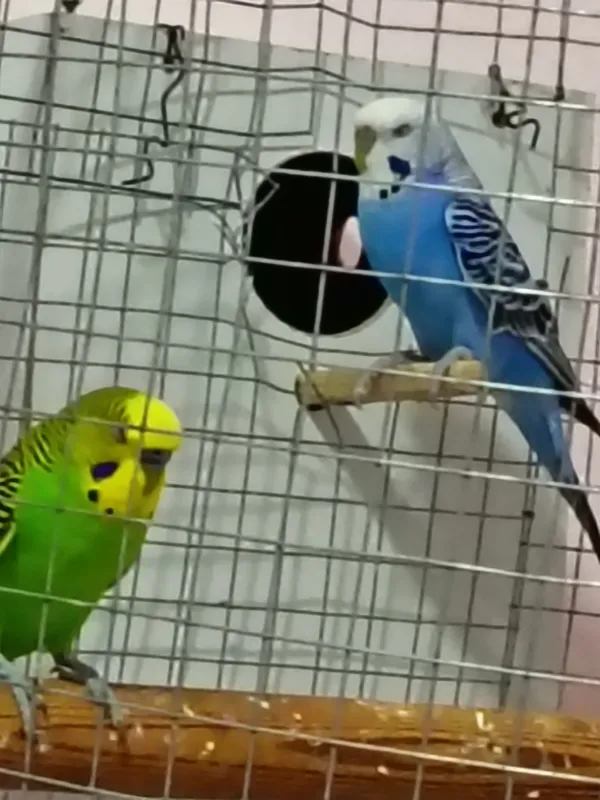 soglom qushlar tuxumga qoyishga tayor