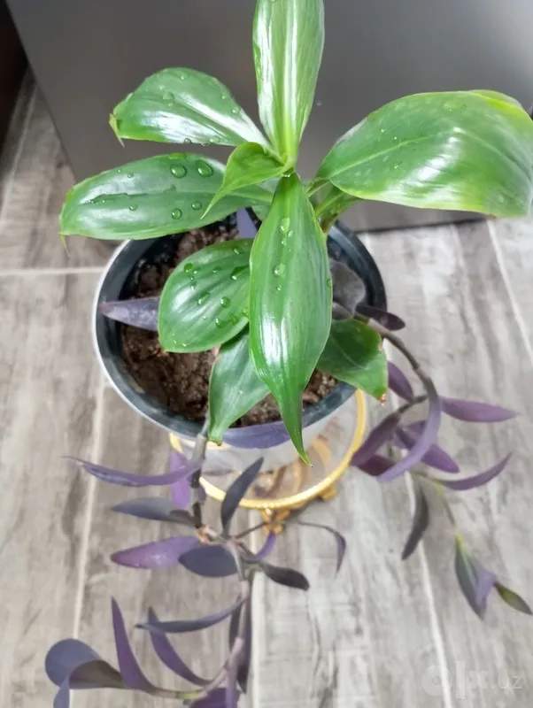 Tropik liana — monstera 5 Tropik liana — monstera 5