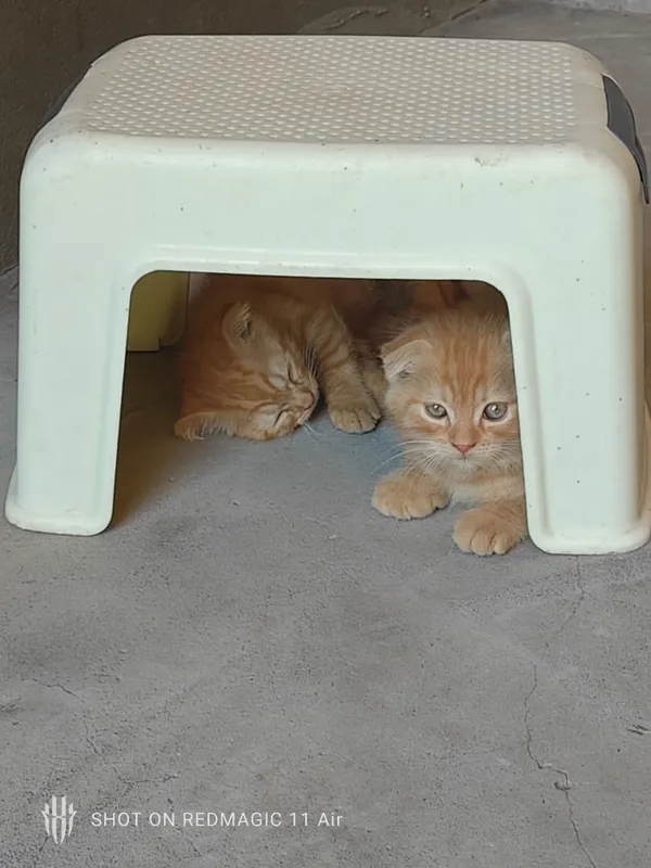 Котята продаются, СКОТИШ ФОЛД. 1