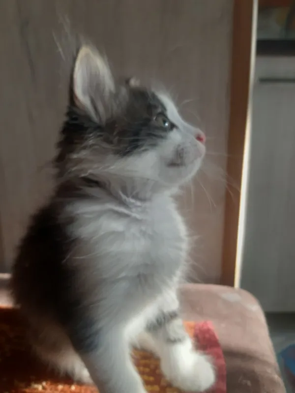 Котята к добрым рукам срочно! 4 Котята к добрым рукам срочно! 4