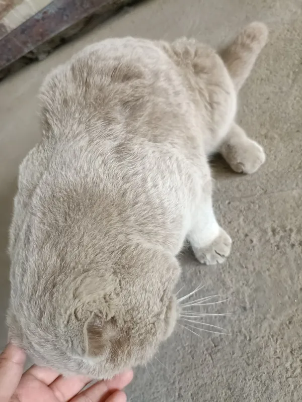 Scottish Fold erkak — фото 2