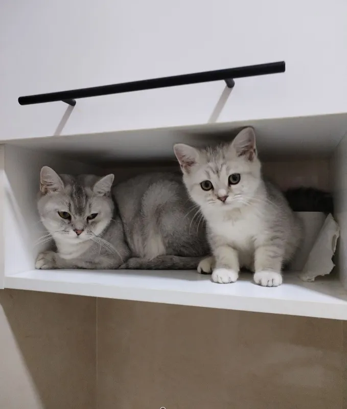 котята