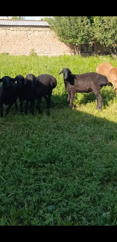 Sifatli qozi qochqorlar bor qozi tishni buzib endi 2 tishga otgan sifa