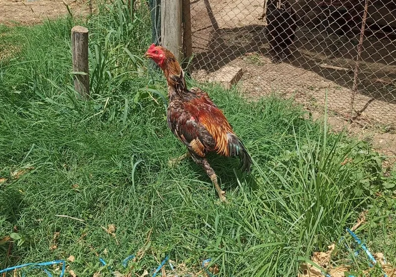 Dakan xoʻroz bir yillik 2