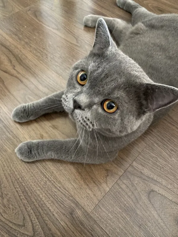 Вязка кошак, мушук чатиштириш 2