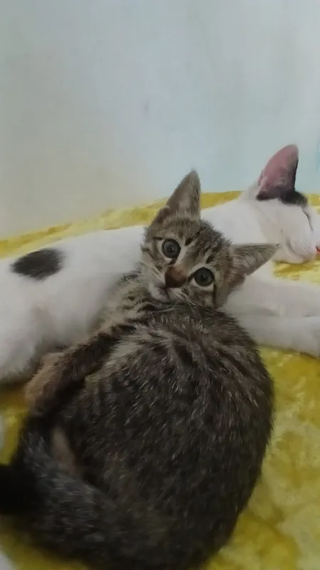 котята в подарок 1 котята в подарок 1