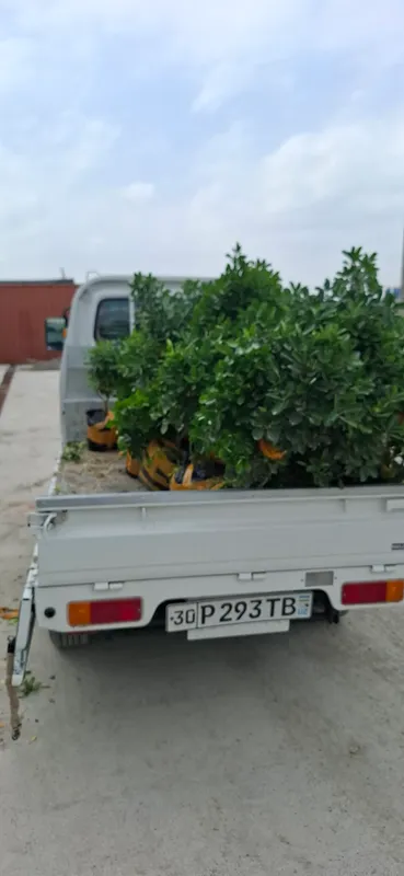 XARXIL TURDAGI ARCHA GULLAR XIZMATI MAVJUT — фото 1