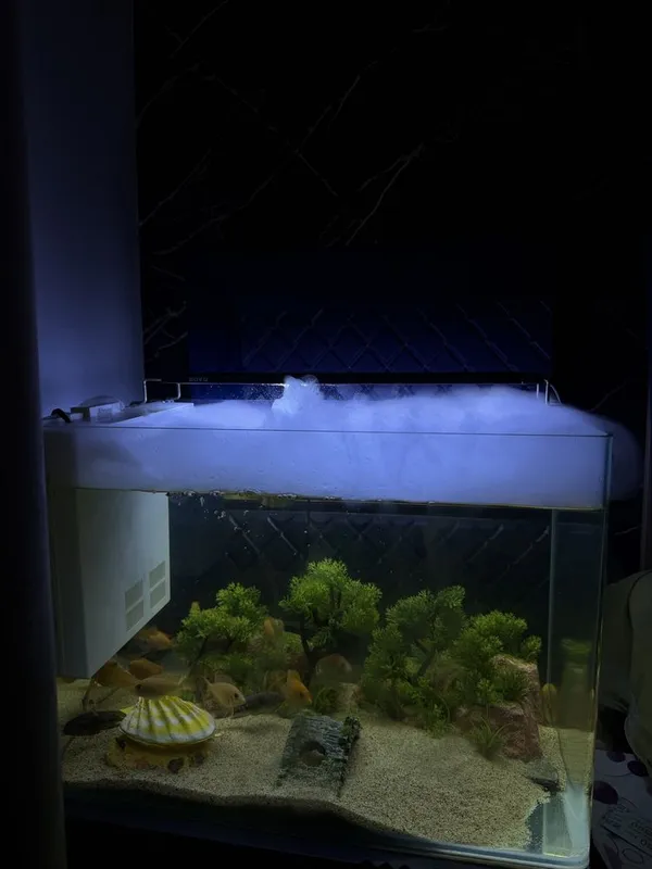 Akvarium tayyor baliqlari bilan