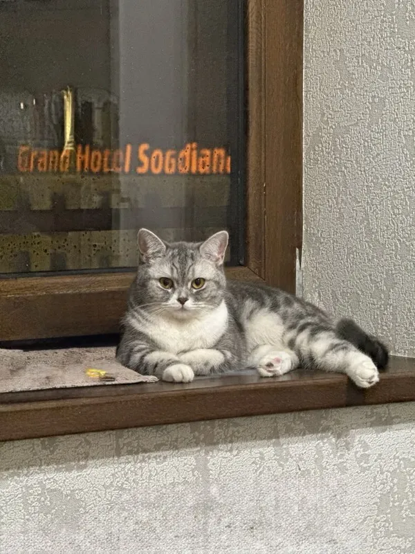 Продается в хорошие руки котята 4 Продается в хорошие руки котята 4