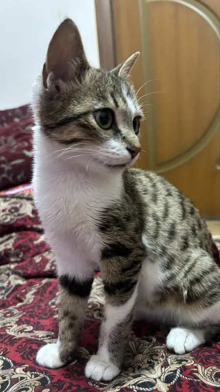Котенок 4месяцев — фото 1