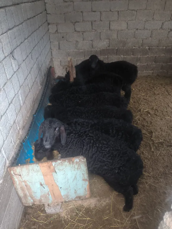 кочкорла сотилади срочно 1 кочкорла сотилади срочно 1