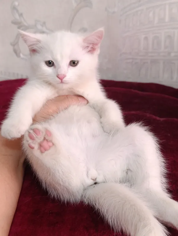 Шотландская кошечка 2