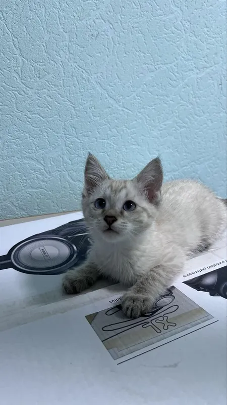 Котята 2 месяца лоток ходят, корм кушает — фото 3