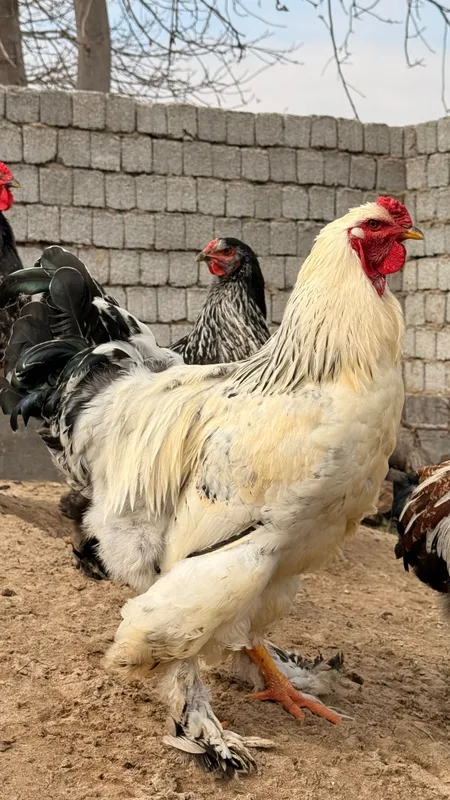 Продаются породистые петухи породы Брама