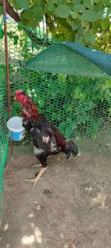 Бардовий сер жахил, тоза қон хўроз 7