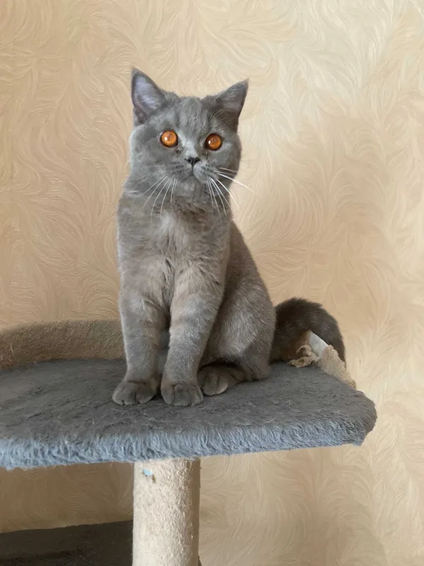 Британская кошка — фото 1