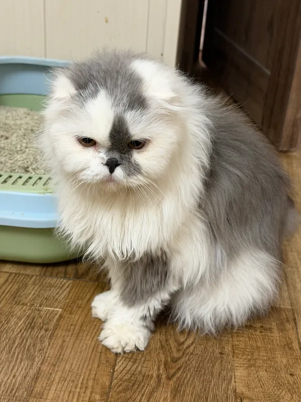 Персидская кошка 2