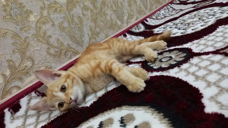 Отдадим в хорошие руки доставки нету Отдадим в хорошие руки доставки нету