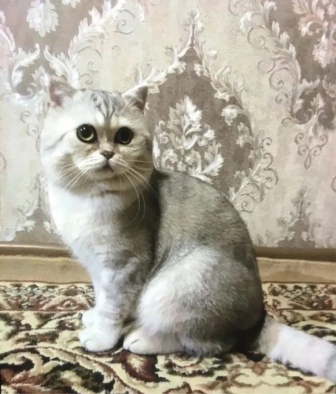 Британская чистокровная серебристая шиншила приглашает кошек на ВЯЗКУ 2 Британская чистокровная серебристая шиншила приглашает кошек на ВЯЗКУ 2