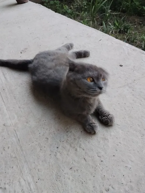 Scottish fold zotli mushuk 3