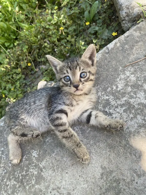 Бесплатно котята — фото 3 Бесплатно котята — фото 3