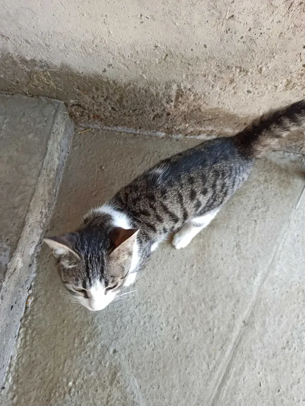 Mushuk erkak tekinga 5 Mushuk erkak tekinga 5
