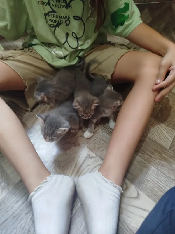 Котята 1