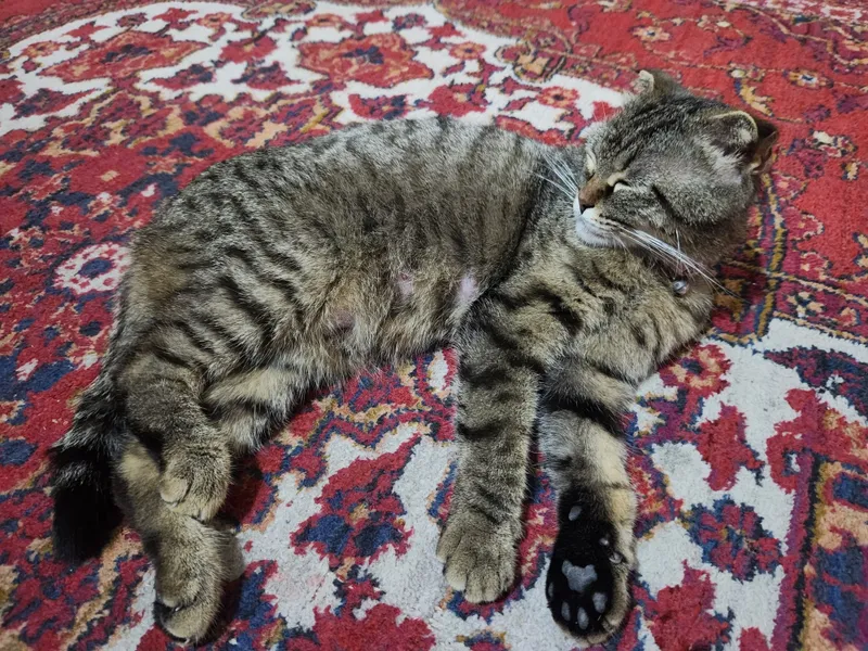 Кошка 1.5 год с котятоми — фото 1