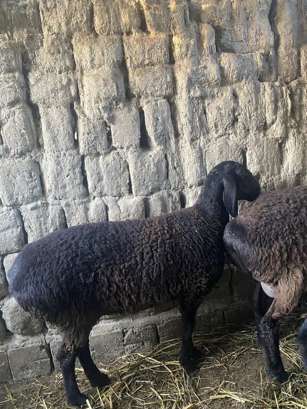 1 ta qoʻchqor 1 urgʻochi qoʻy bor hali tugʻmagan yeb ichishi zoʻr 1