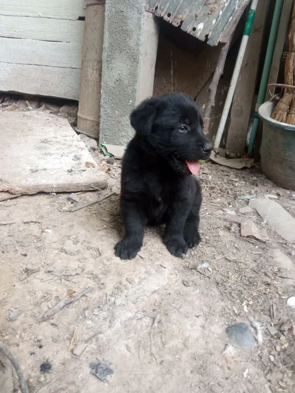 Labrador kuchukchalari sotiladi 3 Labrador kuchukchalari sotiladi 3