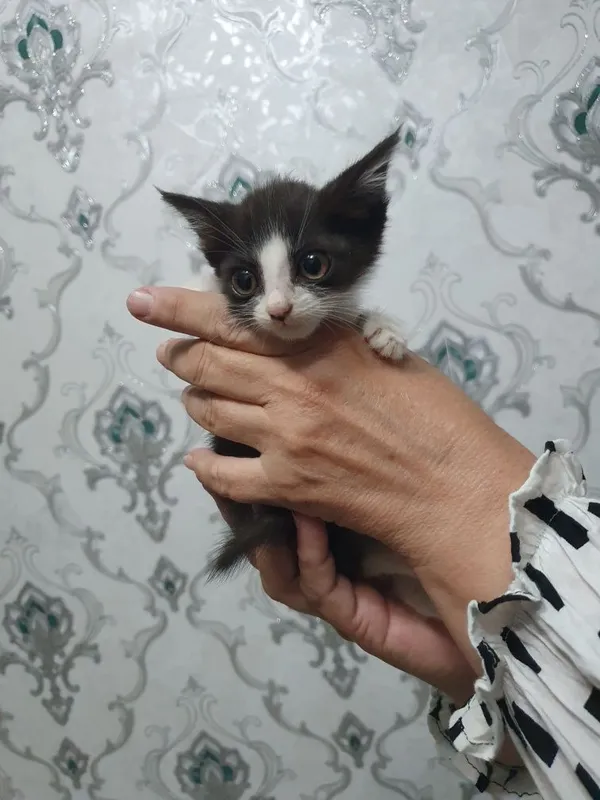 Котята в хорошие руки 1 Котята в хорошие руки 1