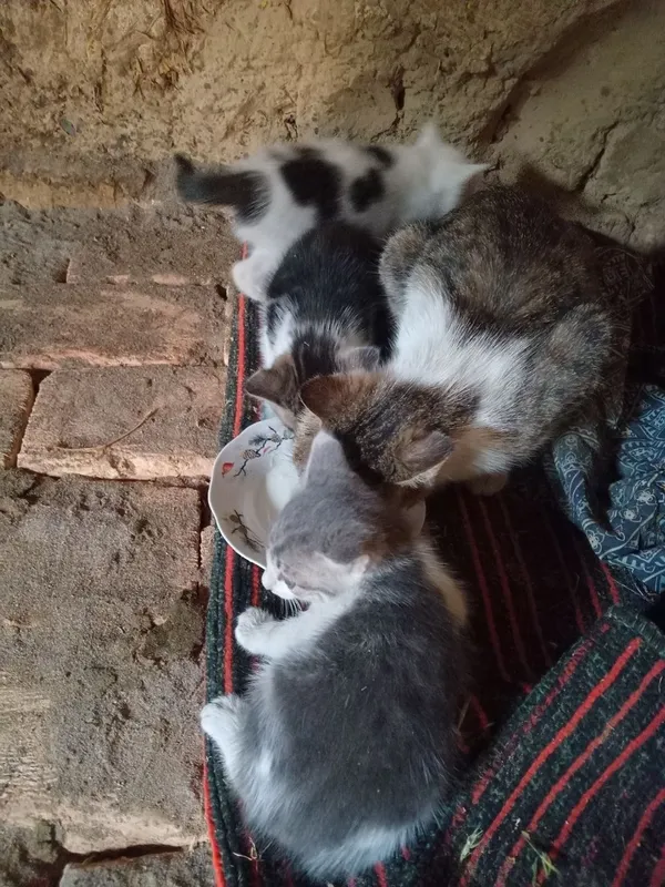 Отдам котят в хорошие руки домашние два мальчика одна девочка возраст — фото 1