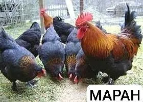 Маран уруғланган тухумлари ва жўжалари – нодир зот, шоколад рангли тух — фото 1
