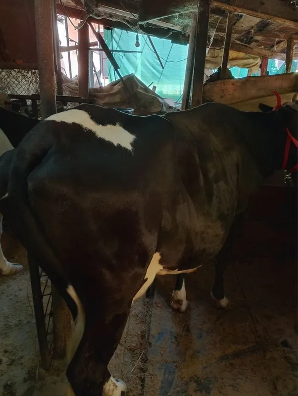 barakali sigir sotiladi be bola 2