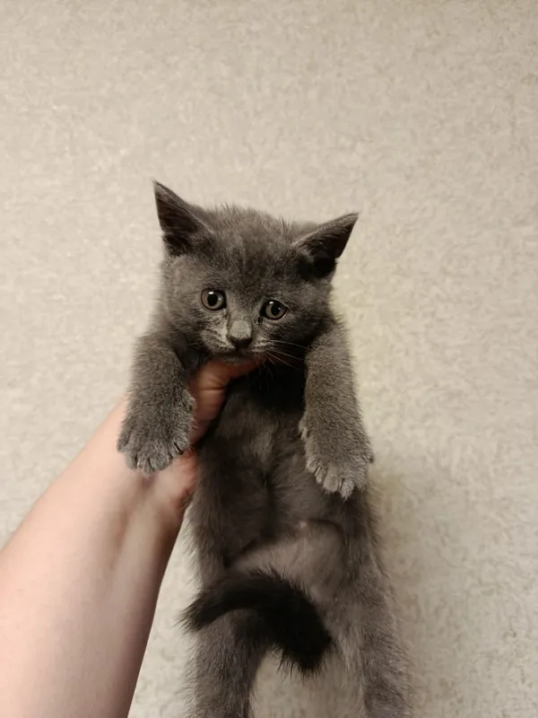 Котята продаются 3 Котята продаются 3