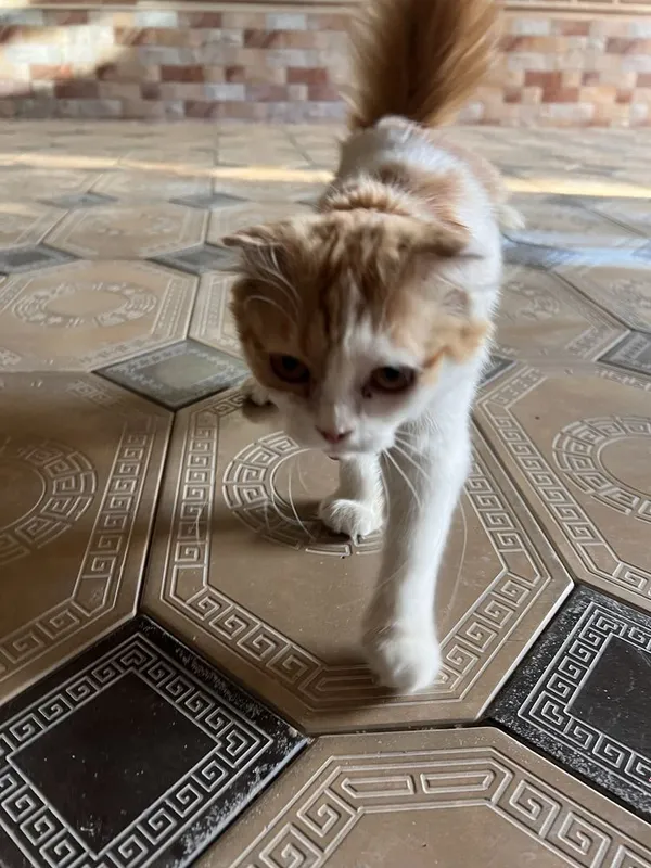 Scottish Fold Longhair — фото 3