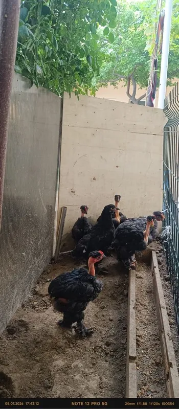 Tovuqlar sotiladi 7