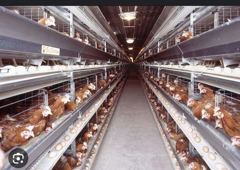 Продаётся оборудование мини птицефабрика