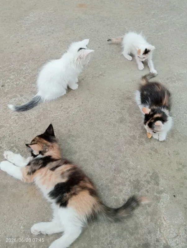 Мушукчалар / Котята Мушукчалар / Котята