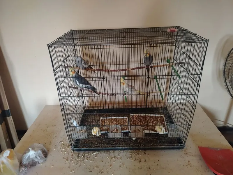 Korella (Cockatiel) to'tiqushlari qafasi bilan