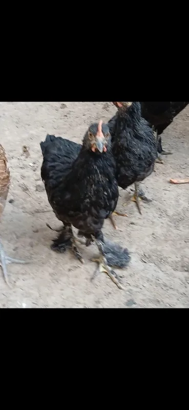 Qora Mag‘iz zotli parandalar 1 Qora Mag‘iz zotli parandalar 1